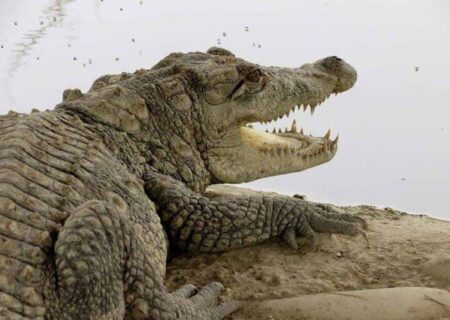 احتمال خروج گاندوها از برکه‌ها در پی بارندگی جنوب سیستان و بلوچستان