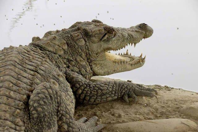 احتمال خروج گاندوها از برکه‌ها در پی بارندگی جنوب سیستان و بلوچستان