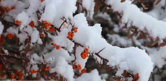 نفوذ «هوای سرد قطبی» به ایران/ تهران چه‌ زمانی برفی می‌شود؟