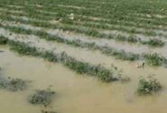 خسارت ۱۸۰۰ میلیارد تومانی سیلاب به بخش کشاورزی خوزستان