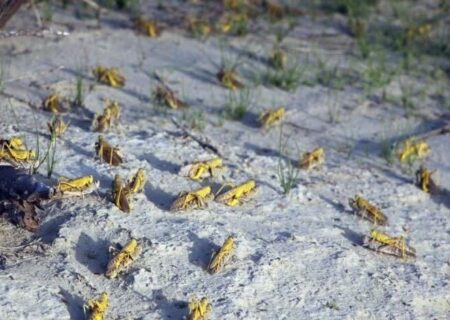 احتمال ورود ملخ صحرایی به کشور در اواخر زمستان