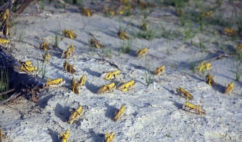 احتمال ورود ملخ صحرایی به کشور در اواخر زمستان